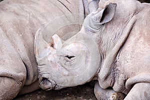 Sleeping rhino