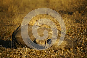 Sleeping Rhino Calf and Ox Pecker photo