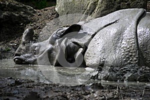 Sleeping Rhino in mud