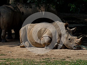 Sleeping rhino portrait
