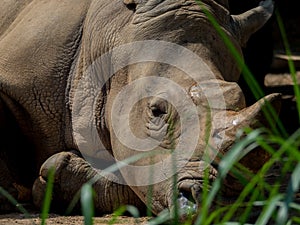 Sleeping rhino portrait