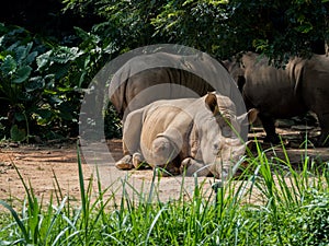 Sleeping rhino portrait