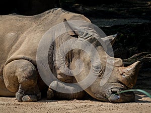 Sleeping rhino portrait
