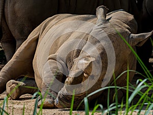 Sleeping rhino portrait