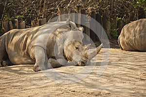 Sleeping Rhinoceros