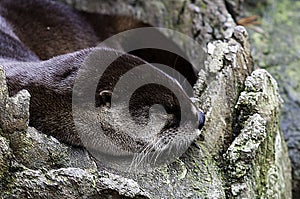 Sleeping River Otter