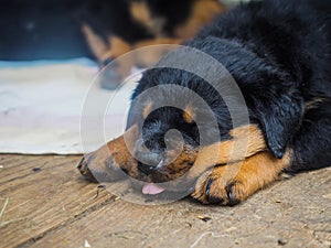 Sleeping with it`s tongue out