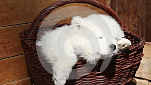 Sleeping Samoyed puppy