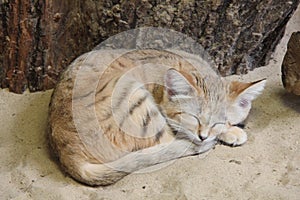 Sleeping sand cat