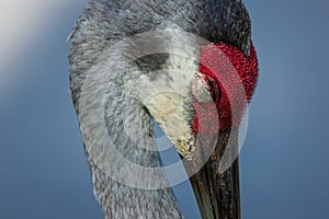 A sleeping sandhill crane portrait, Florida, USA