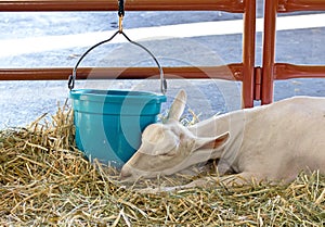 Sleeping Sannen Alpine Dairy Goat