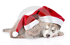sleeping scottish kitten and Siberian Husky puppy with santa hat. isolated