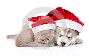 Sleeping scottish kitten and Siberian Husky puppy with santa hat. isolated