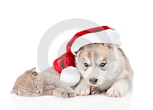Sleeping scottish kitten and Siberian Husky puppy with santa hat. isolated on white background