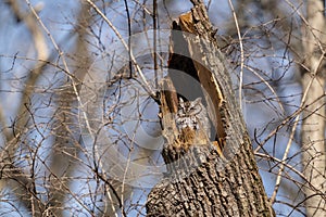 Sleeping Screech Owl in Tree