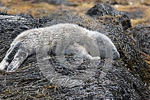 Sleeping Scruffy Baby Harbor Seal In Casco Bay