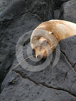 Sleeping sea lion