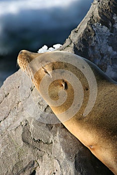 Sleeping Sea Lion