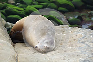 Sleeping Sea Lion