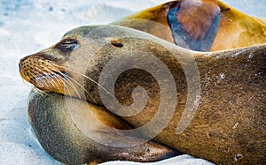 Sleeping sea lions on a beach in the Galapagos