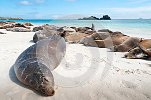 Sleeping sea lions Galapagos