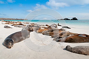 Sleeping sea lions Galapagos photo