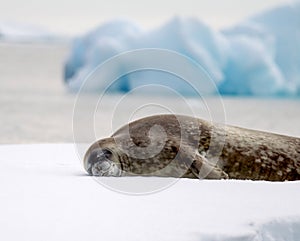 Sleeping Seal in Antarctica