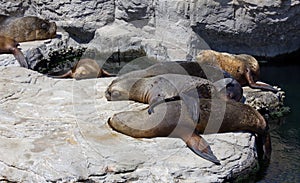 Sleeping Sealions