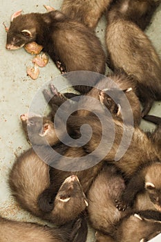 Sleeping seven weeks old fluffy ferret youths in the garden