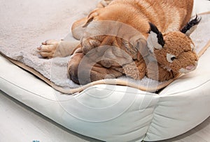 Sleeping sharpei dog