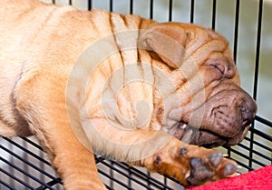 Sleeping Sharpei Dog.