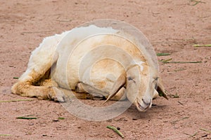 A sleeping sheep in a local farm