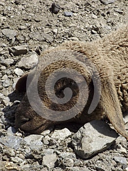 Sleeping sheep (Ovis aries)