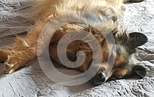 Sleeping sheltie shepherd Autumn