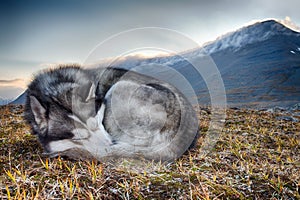 Sleeping siberian Husky photo