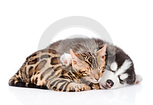 Sleeping Siberian Husky puppy hugs bengal kitten. isolated on white background