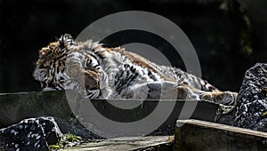 Sleeping siberian tiger 1