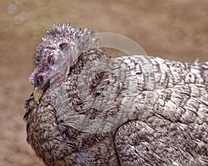 Sleeping sick turkey in the outdoor bird yard