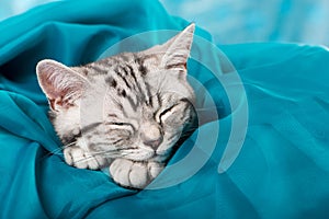 Sleeping silver tabby kitten on blue background