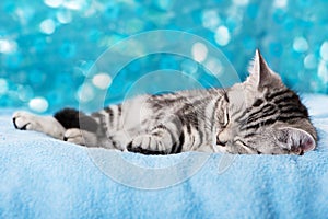 Sleeping silver tabby kitten on blue background
