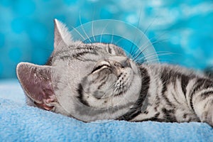 Sleeping silver tabby kitten on blue background