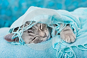 Sleeping silver tabby kitten with a scarf