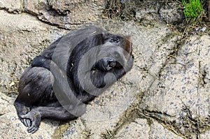 Sleeping silverback gorilla