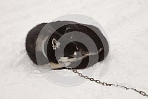 Sleeping Sled Dog With Chain