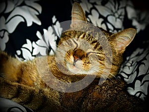 Sleeping and smiling cat