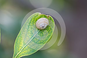 A sleeping snail on a yellowish fruit leaf