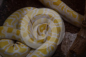 Sleeping snake close-up. A white snake with yellow spots. Yellow Burmese Python