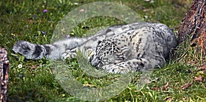 Sleeping snow leopard 1