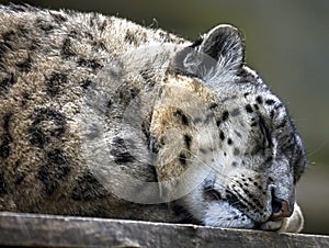 Sleeping snow leopard 2