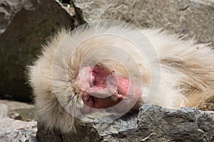 Sleeping Snow Monkey